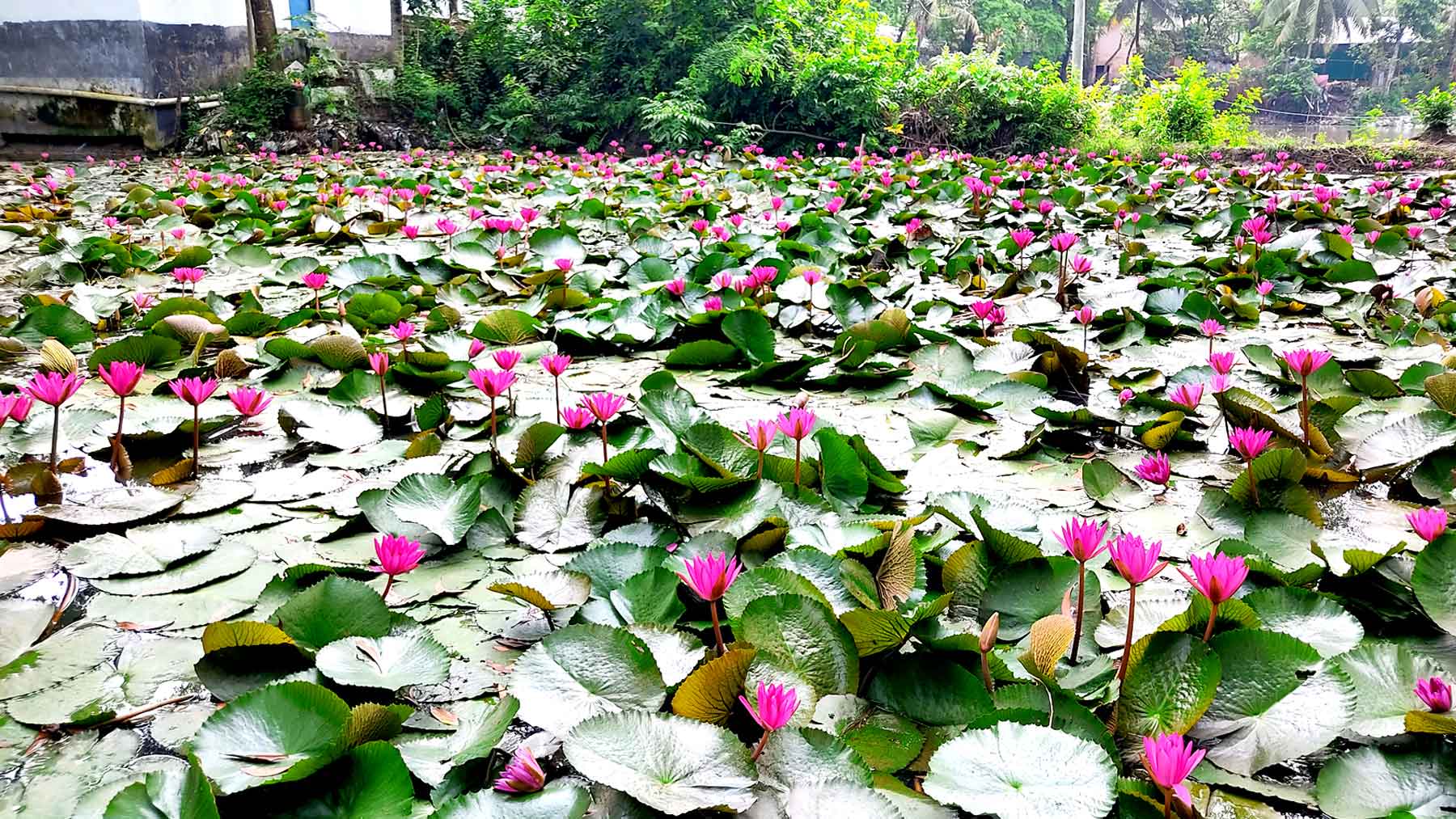 লাল শাপলায় রঙিন ব্রাহ্মণপাড়ার পুকুর, ভিড় করছেন দর্শনার্থীরা