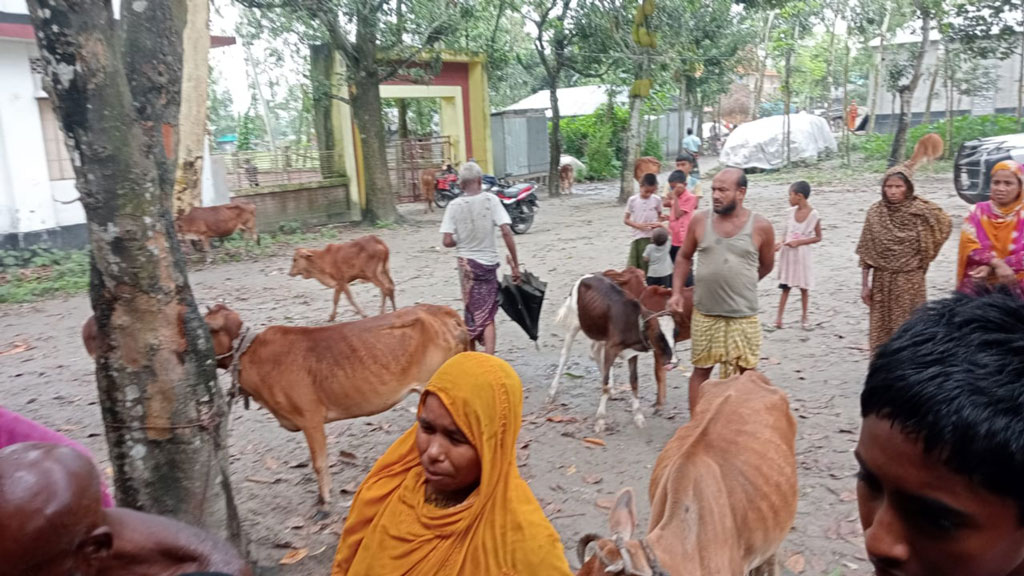 লালমনিরহাটে ছড়িয়ে পড়েছে লাম্পি স্কিন, দিশেহারা খামারিরা