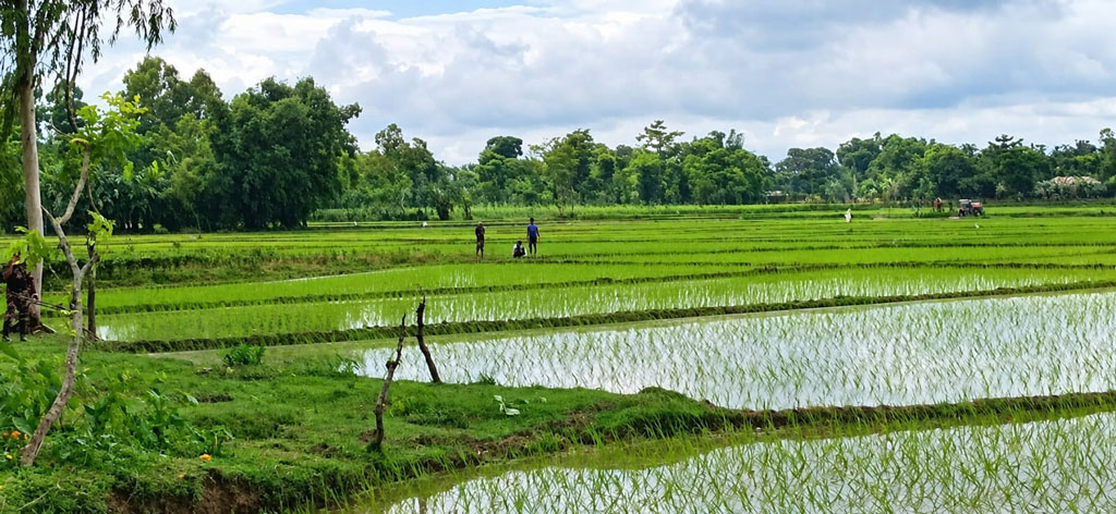 পাটগ্রাম সীমান্তে কাঁটাতারের বেড়া নির্মাণের চেষ্টা, মুখোমুখি বিজিবি-বিএসএফ