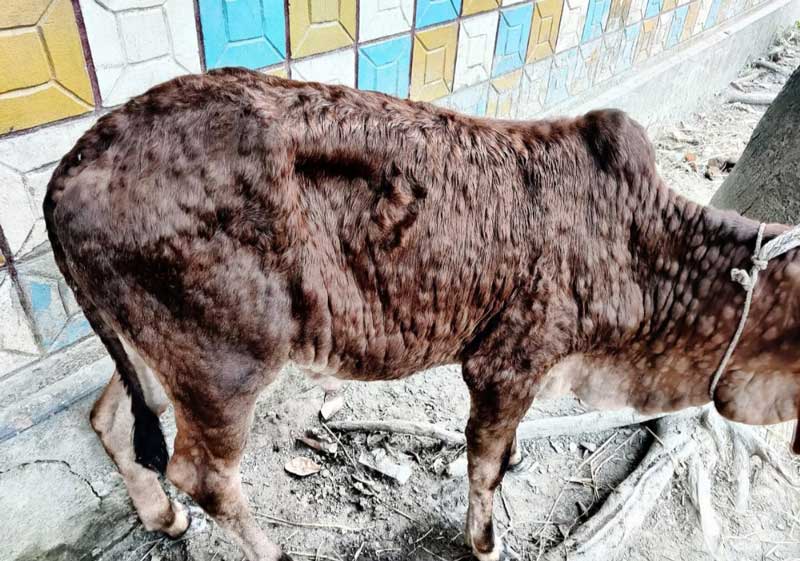 ঠাকুরগাঁওয়ে লাম্পি স্কিন রোগে ৭২ গরুর মৃত্যু
