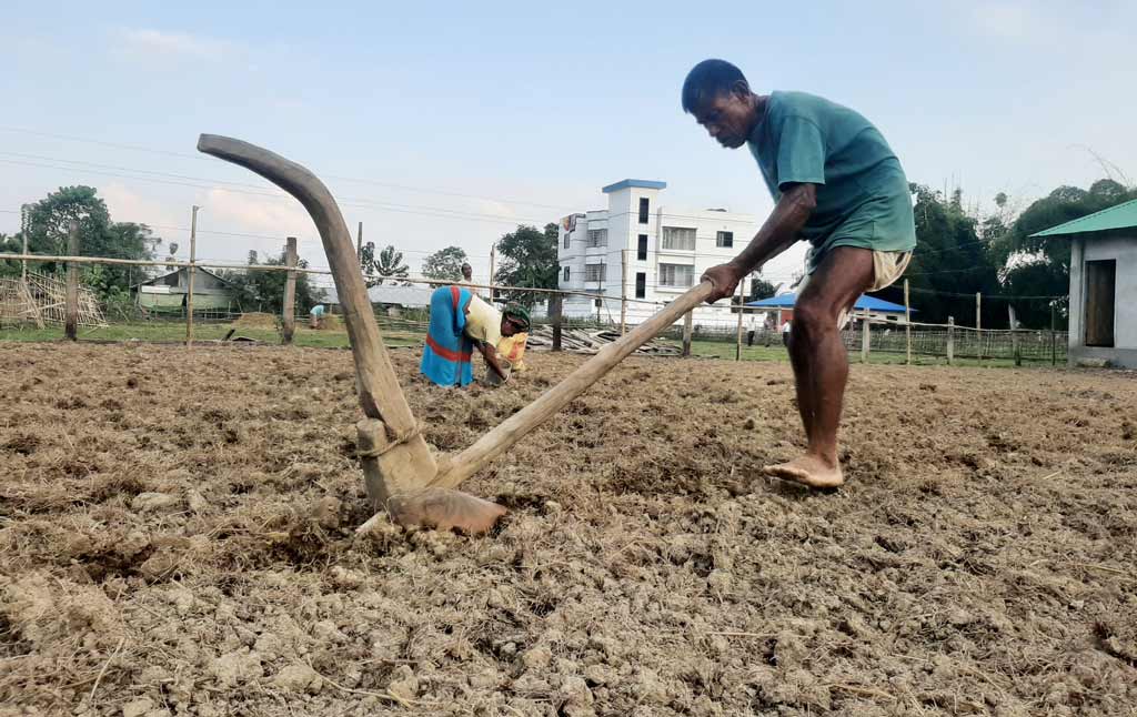 সারা দেশের মতো পাহাড়েও কৃষিকাজে লাঙলের ব্যবহার এখন আর তেমন চোখে পড়ে না। স্থানীয় কৃষক আদিরতন ত্রিপুরা নিজেই লাঙল টেনে আলু বীজ বপন করছেন। সদর উপজেলার গোলাবাড়ি এলাকা, খাগড়াছড়ি, ২১ নভেম্বর ২০২৪। ছবি: নীরব চৌধুরী বিটন