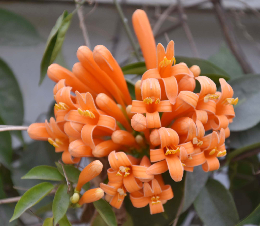 এটি শিখা লতা। কমল ঢাক লতা বা সোনাঝুরি লতা নামেও এটি পরিচিত। এর উজ্জ্বল লালচে কমলা রঙের ফুলের গুচ্ছ খুব সহজে মানুষের দৃষ্টি কাড়ে।  লতার ভেতরে একেকটি গুচ্ছে ১৫ থেকে ২০টি ফুল ফোটে। প্রস্ফুটিত নলাকার এই ফুলগুলোর দৈর্ঘ্য প্রায় ৭ দশমিক ৫ সেন্টিমিটার। তবে ফুলগুলো গন্ধহীন। বাড়ির আঙিনা ও ভবনের সৌন্দর্য বাড়াতে অনেক বাগানের মালিক এই লতানো উদ্ভিদটি লাগিয়ে থাকেন। রাজশাহী নগরীর সপুরা পানি উন্নয়ন বোর্ড অফিসে তোলা।