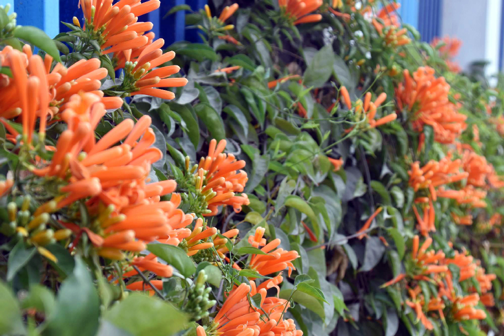 এটি শিখা লতা। কমল ঢাক লতা বা সোনাঝুরি লতা নামেও এটি পরিচিত। এর উজ্জ্বল লালচে কমলা রঙের ফুলের গুচ্ছ খুব সহজে মানুষের দৃষ্টি কাড়ে।  লতার ভেতরে একেকটি গুচ্ছে ১৫ থেকে ২০টি ফুল ফোটে। প্রস্ফুটিত নলাকার এই ফুলগুলোর দৈর্ঘ্য প্রায় ৭ দশমিক ৫ সেন্টিমিটার। তবে ফুলগুলো গন্ধহীন। বাড়ির আঙিনা ও ভবনের সৌন্দর্য বাড়াতে অনেক বাগানের মালিক এই লতানো উদ্ভিদটি লাগিয়ে থাকেন। রাজশাহী নগরীর সপুরা পানি উন্নয়ন বোর্ড অফিসে তোলা।