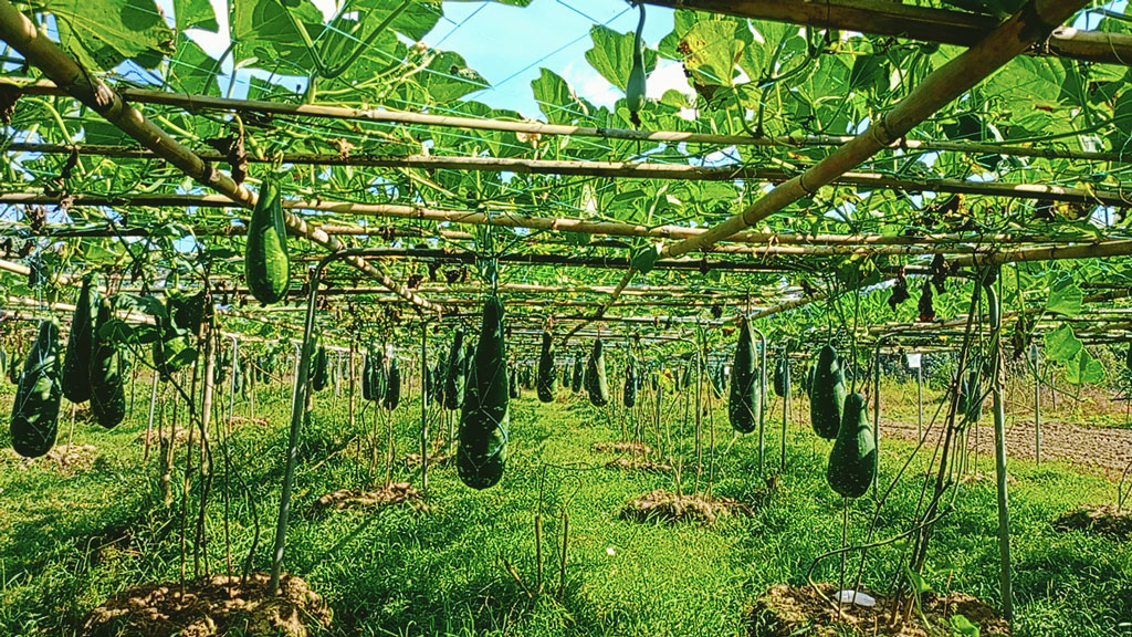 বারি লাউ-৪ চাষে সফলতা রাইখালী পাহাড়ি কৃষি গবেষণা কেন্দ্রের