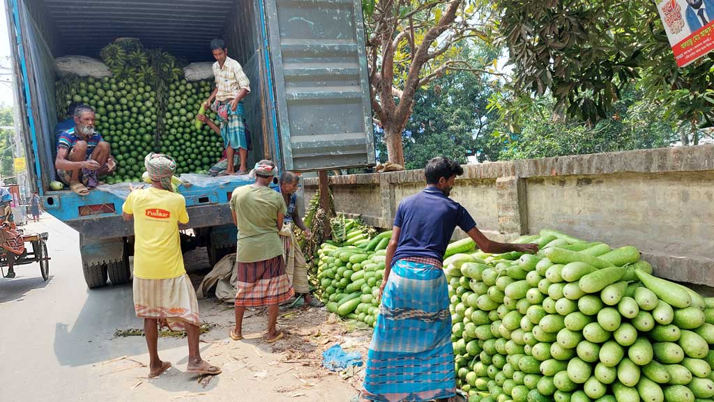 লাউয়ের রেকর্ড ফলন দুর্গাপুরে, বিক্রি হচ্ছে মাঠেই