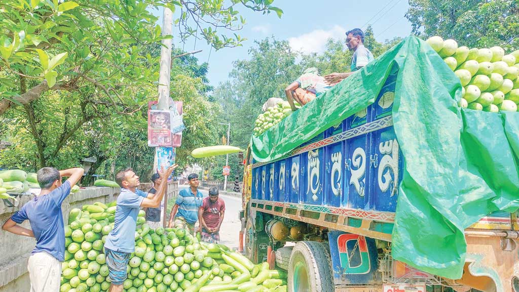 ঈদের পর রাজশাহীতে লাউয়ের দামে ধস