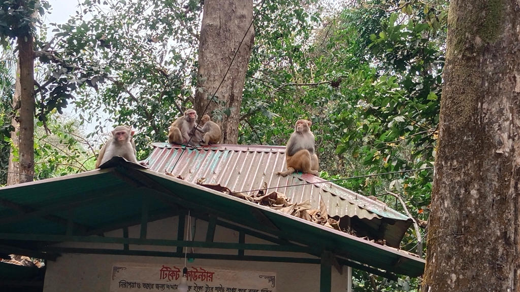 লাউয়াছড়া জাতীয় উদ্যানে খাদ্যসংকটে প্রাণী, পর্যটকের অপেক্ষায় বানর
