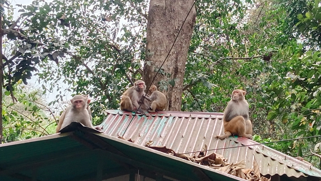 লাউয়াছড়া জাতীয় উদ্যানে খাদ্যসংকটে প্রাণী, পর্যটকের অপেক্ষায় বানর
