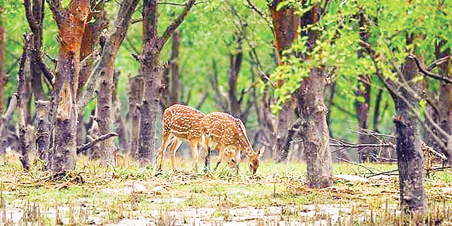 মেঘনার বুকে মায়াবী মনপুরা