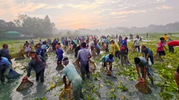 ঢাকঢোল পিটিয়ে ঘোষণা, মানিকগঞ্জে ঐতিহ্যবাহী মাছ ধরা উৎসব