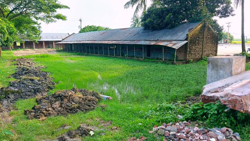 দীর্ঘদিন ধরে ‘কলেজ’ প্রাঙ্গণের একটি অংশে ধান চাষ করা হচ্ছে। সেখানে শিক্ষা কার্যক্রমের কোনো দৃশ্যমান অস্তিত্ব নেই। ছবি: আজকের পত্রিকা