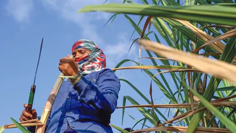 আখ কাটতে গিয়ে জরায়ু হারাচ্ছেন মহারাষ্ট্রের নারী শ্রমিকেরা