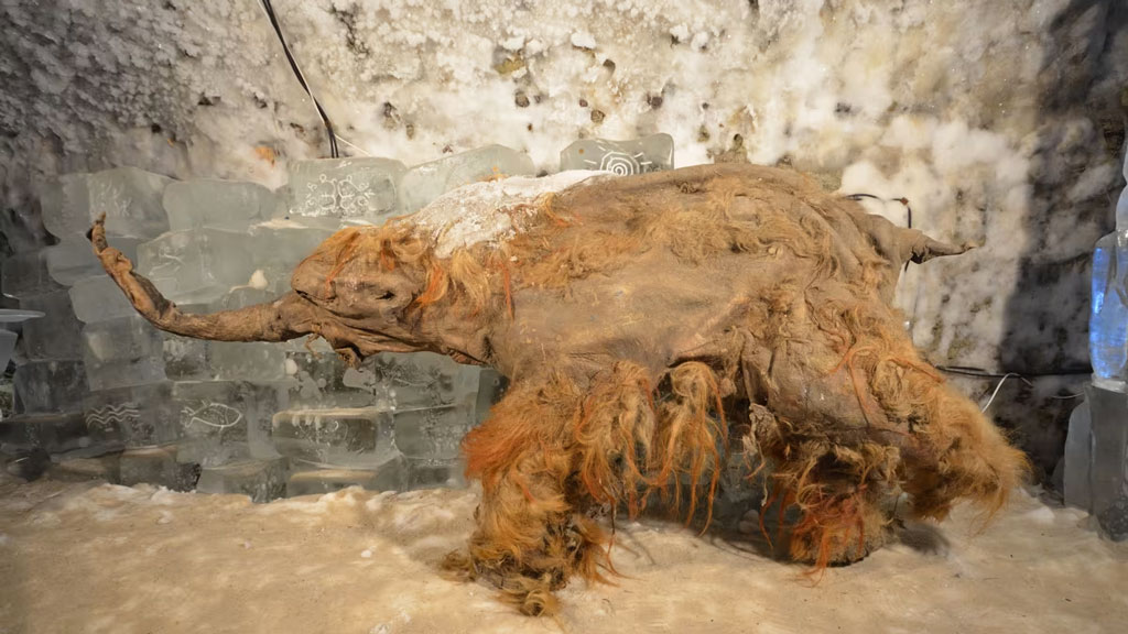 ৪০ হাজার বছর আগে একটি ম্যামথের জীবনের শেষ মুহূর্তের কথা জানলেন বিজ্ঞানীরা