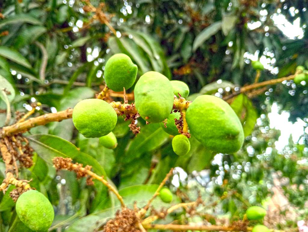 আশীর্বাদের বৃষ্টি আমবাগানে