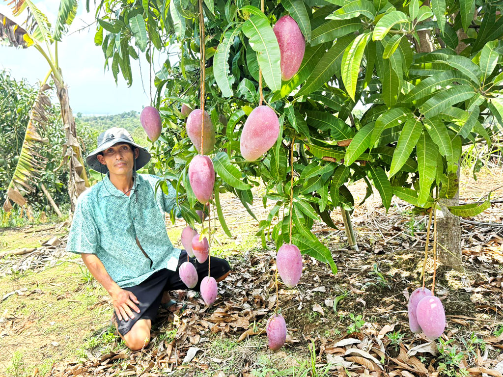 রঙিন আমে নতুন স্বপ্ন