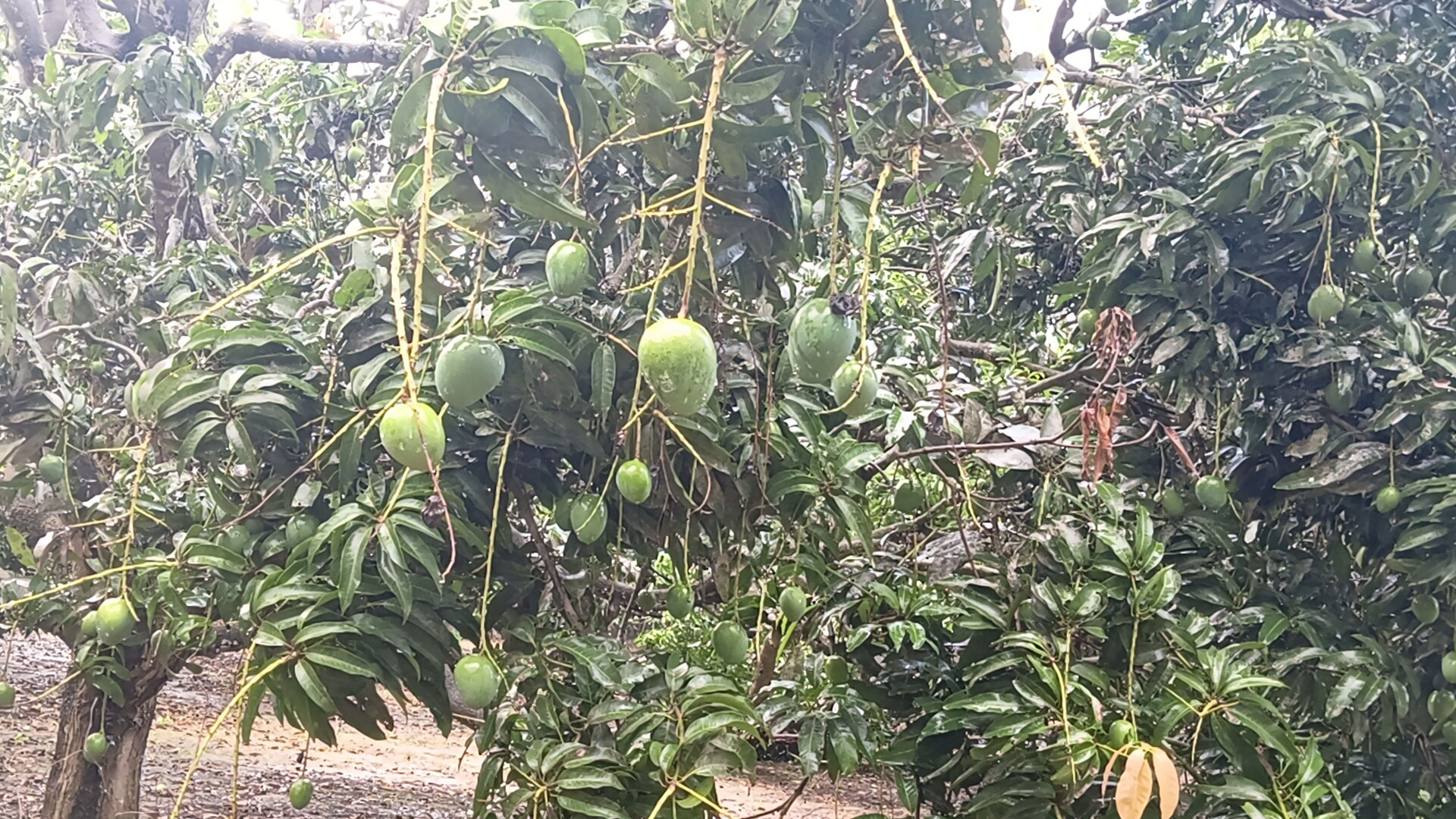 সাতক্ষীরায় আজ থেকে আম পাড়া শুরু