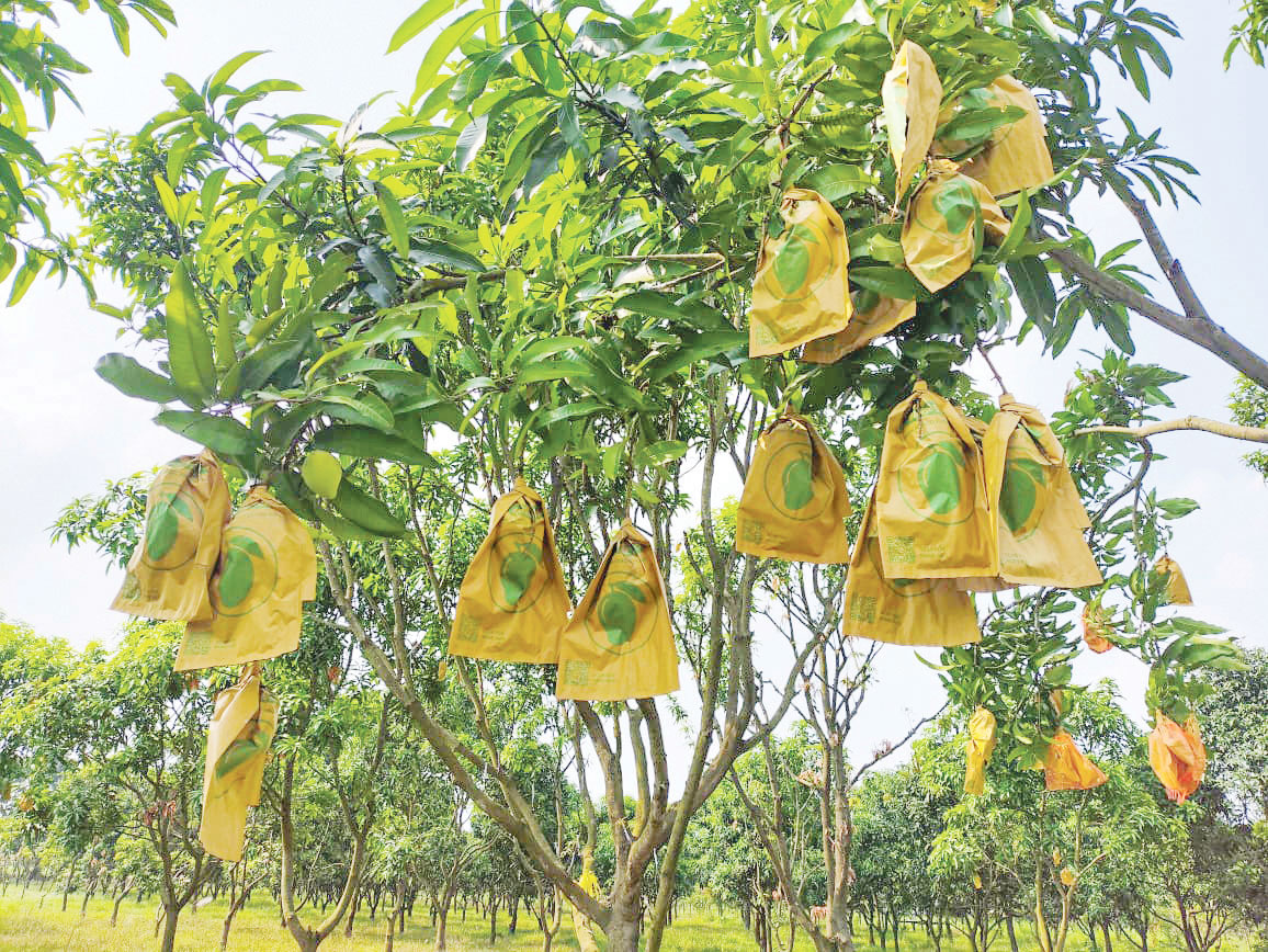 বছরে তিনবার ফলন, কাটিমনে ঝোঁক