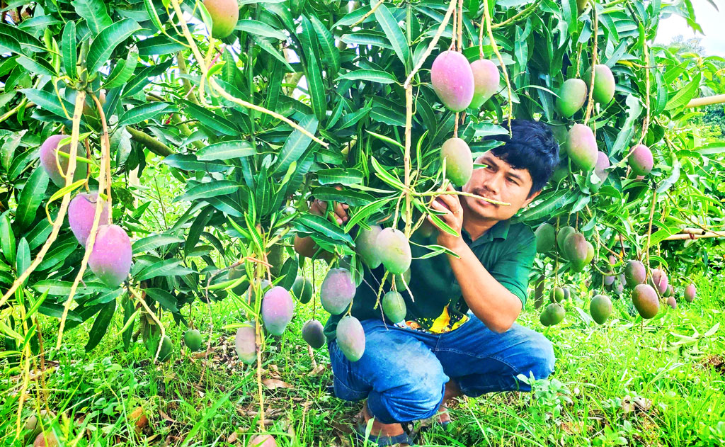 রঙিন আমে রাঙল পাহাড়