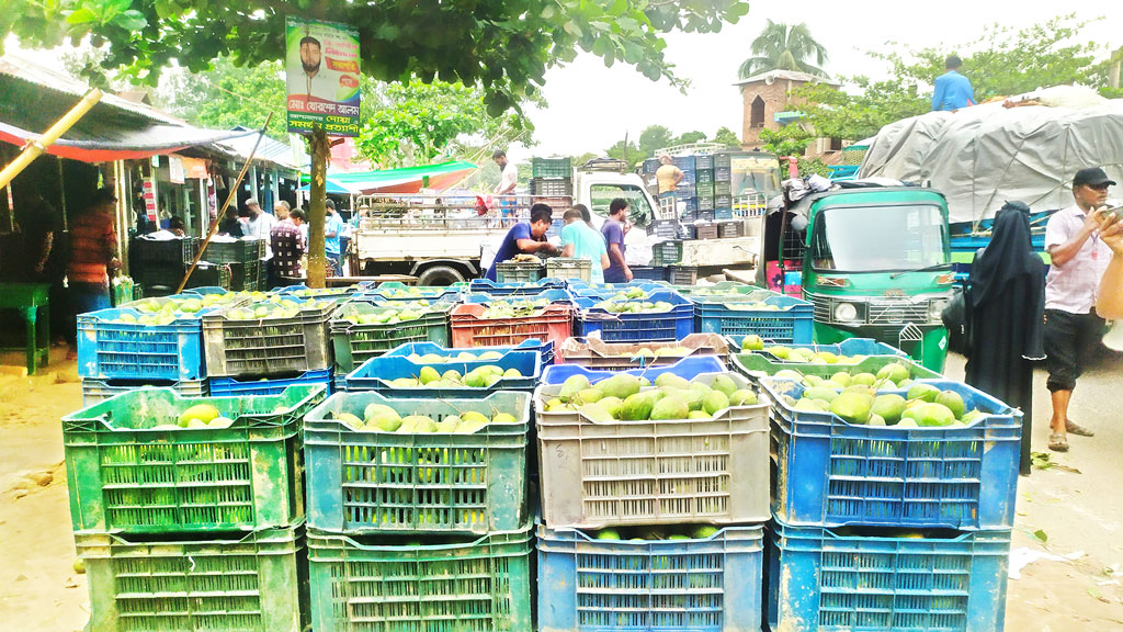 খাগড়াছড়ির মানিকছড়ি: আমের দাম কম, হতাশ চাষিরা