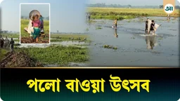 মাছের আকাল, তবু থামেনি ঐতিহ্যবাহী পলো বাওয়া উৎসব