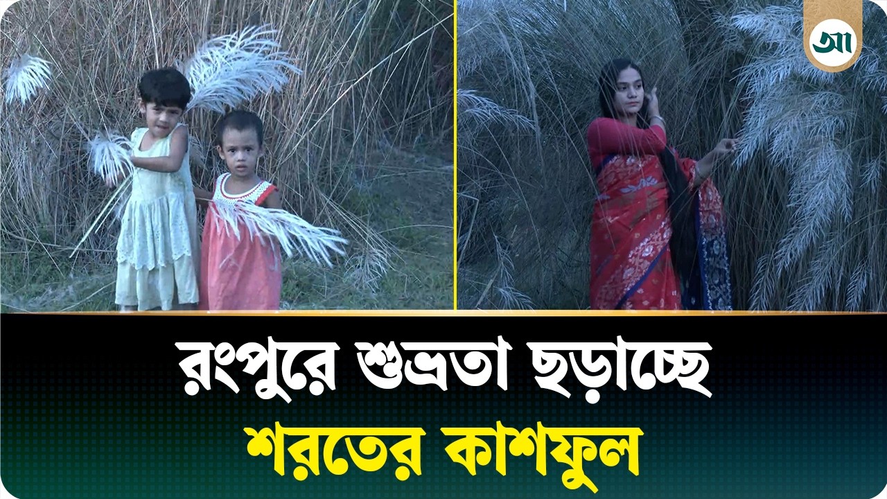 শুভ্রতা ছড়াচ্ছে শরতের কাশফুল, দর্শনার্থীদের ভিড়