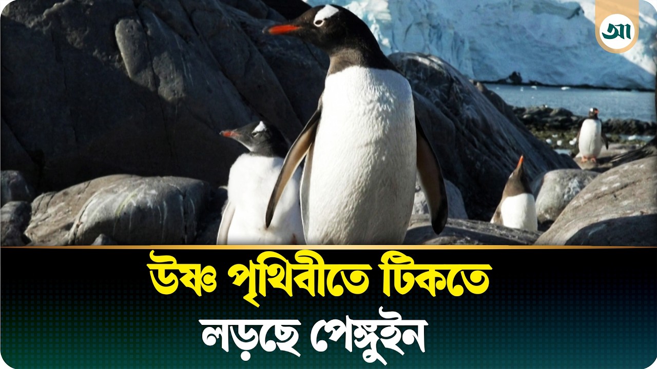 নিশ্চিহ্নের পথে আরও এক ধাপ এগোল পেঙ্গুইন