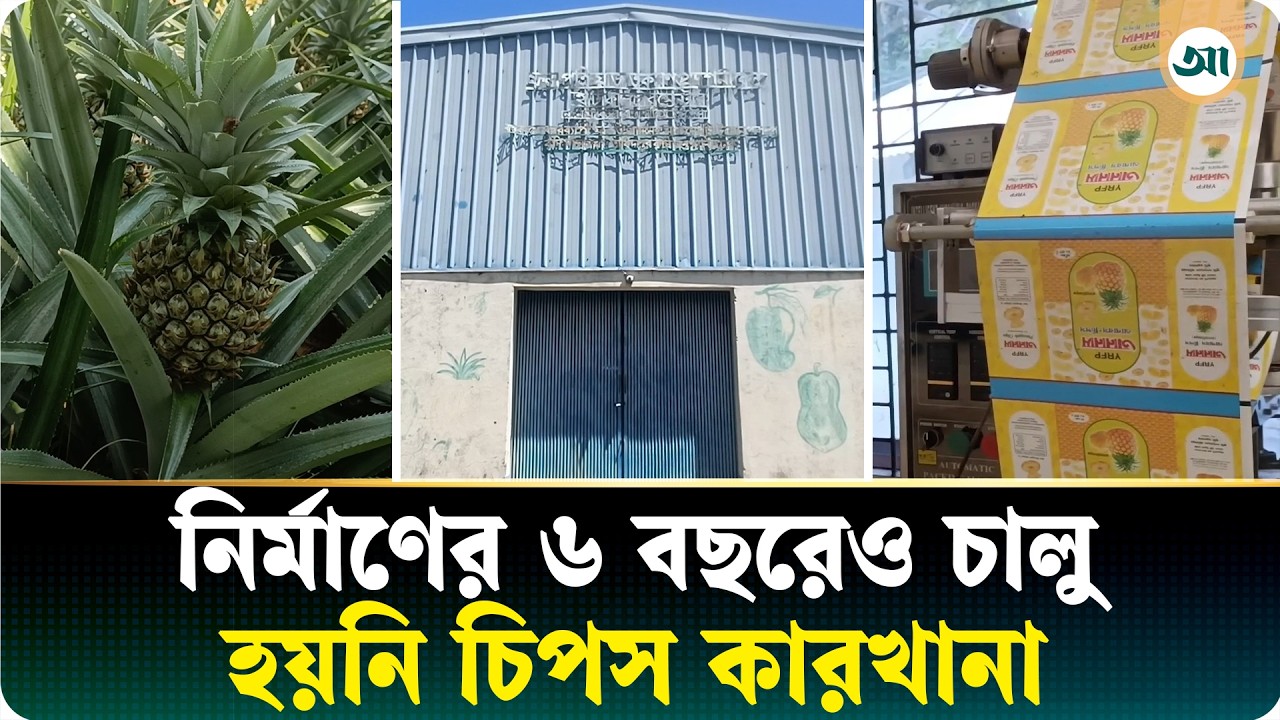 নির্মাণের ৬ বছর পরেও তালা ঝুলছে আনারস চিপস কারখানায়, কী হয়েছিল