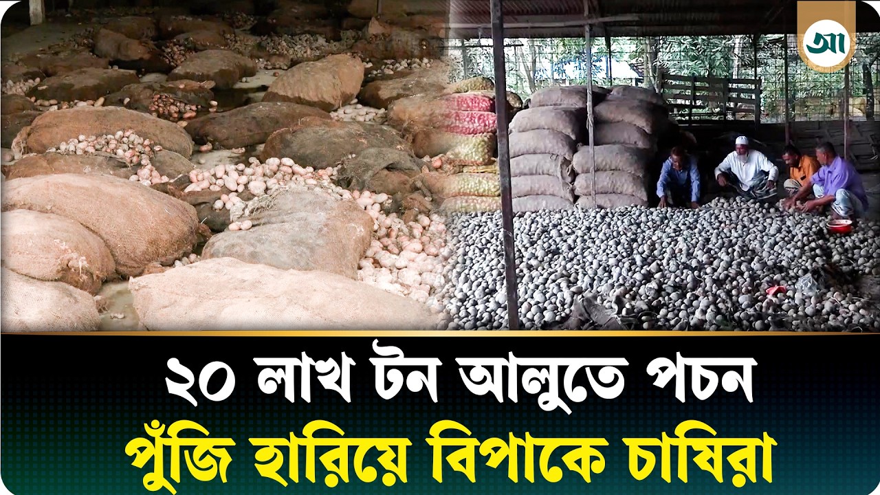 ঘরে রাখা ২০ লাখ টন আলুতে পচন, দিশেহারা উত্তরের কৃষক