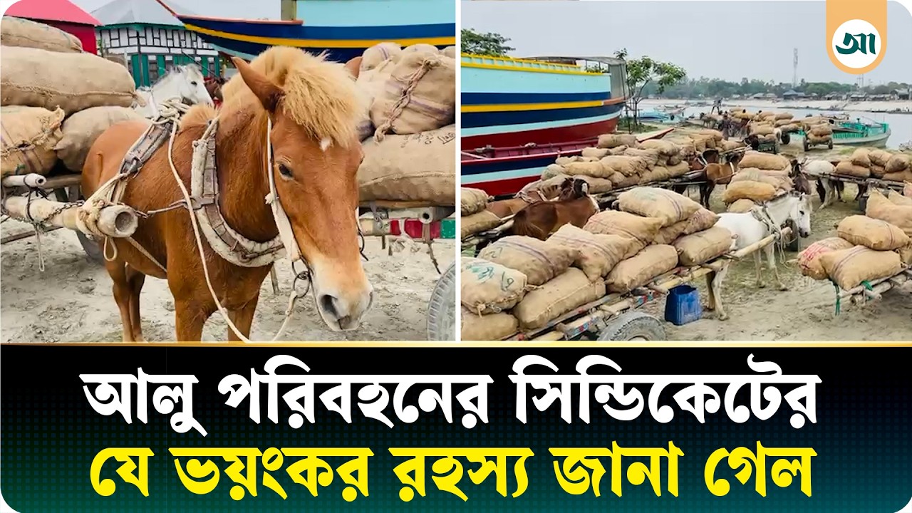 আলু পরিবহনের ‘নিয়ন্ত্রণ’ কার হাতে—সিন্ডিকেটের নেপথ্যের কাহিনি জানালেন শ্রমিকেরা