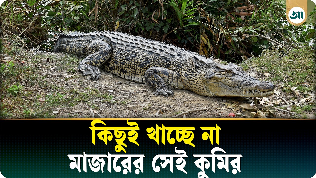 ১৯ দিনেও খাবার মুখে তোলেনি মাজারের সেই কুমির