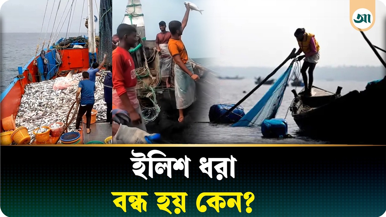 ইলিশ ধরা কেন বন্ধ থাকে, কী হয় এই ২২ দিনে