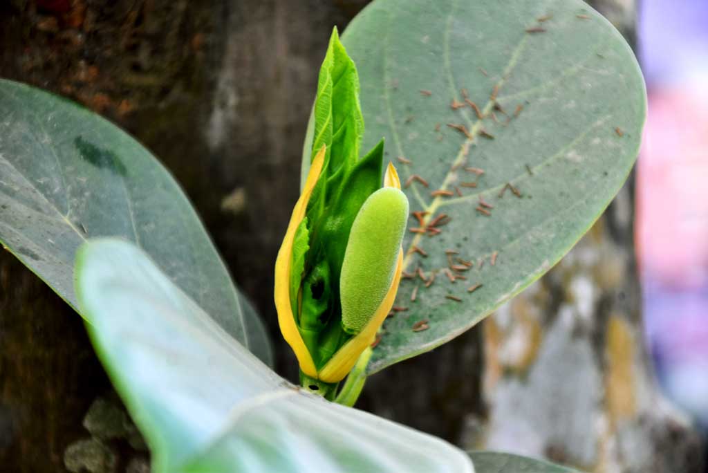 দিনের ছবি (১৫ জানুয়ারি ২০২৫)