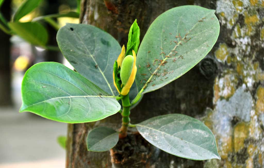 ওকে শফিক  কাঁঠালগাছে ফুল ও মুচি আসতে শুরু করছে। শীত শেষে আসন্ন গরমের মৌসুমে এই ফুল বা মুচি থেকে কাঁঠাল হবে। রাজশাহী বিশ্ববিদ্যালয়ের প্যারিস রোডের পাশ থেকে তোলা, রাজশাহী, ১৫ জানুয়ারি ২০২৫। ছবি: মিলন শেখ