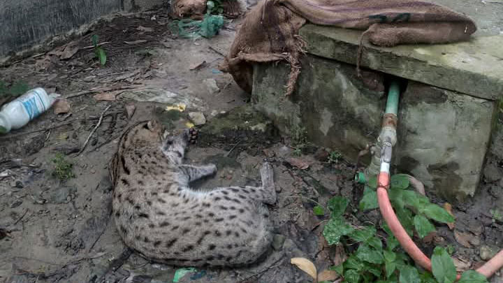 শার্শা সীমান্ত থেকে মেছো বিড়াল উদ্ধার