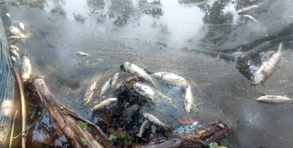পুকুরে মরে ভেসে উঠেছে সব মাছ, দিশেহারা মাছচাষি