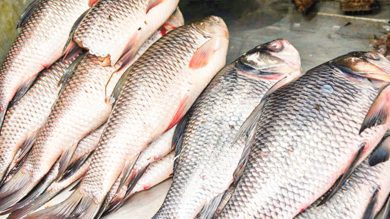 মাছের শরীরে বিষাক্ত ধাতু