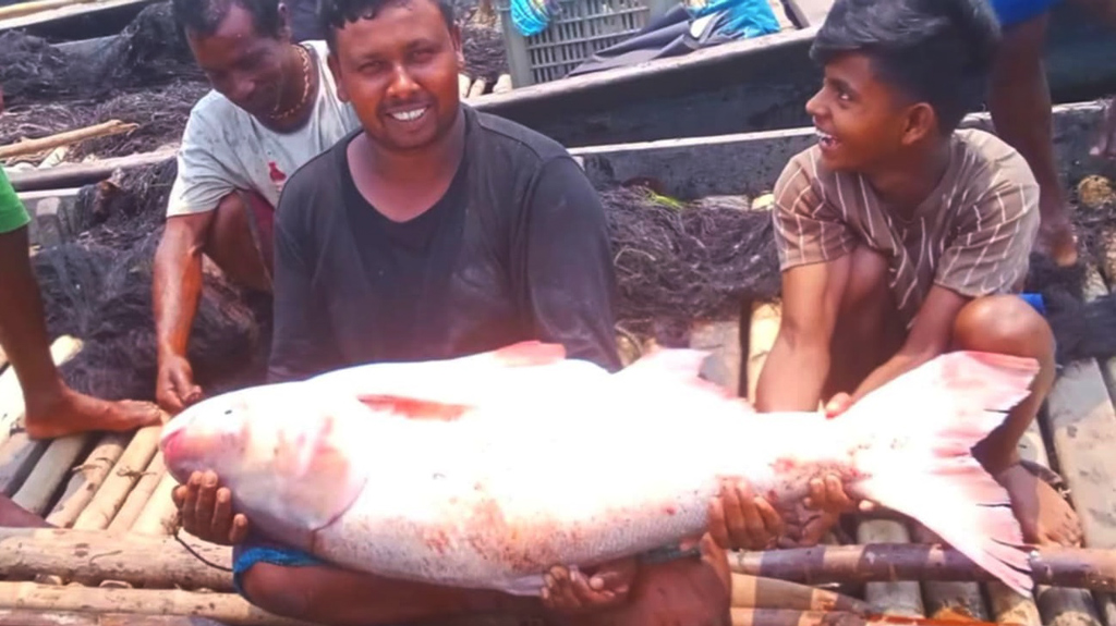 মেঘনায় ধরা পড়ল ২৯ কেজি ওজনের বিগহেড মাছ