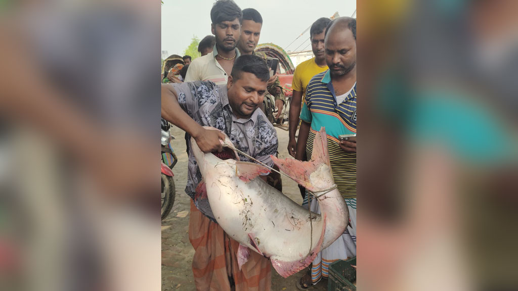 যে দামে বিক্রি হলো পদ্মার ২৫ কেজি পাঙাশটি