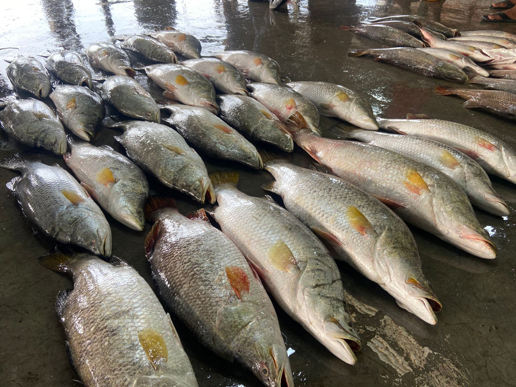 কুয়াকাটায় এক ট্রলারে ধরা পড়ল ৪০টি কোরাল, বিক্রি ১ লাখ ৭১ হাজারে