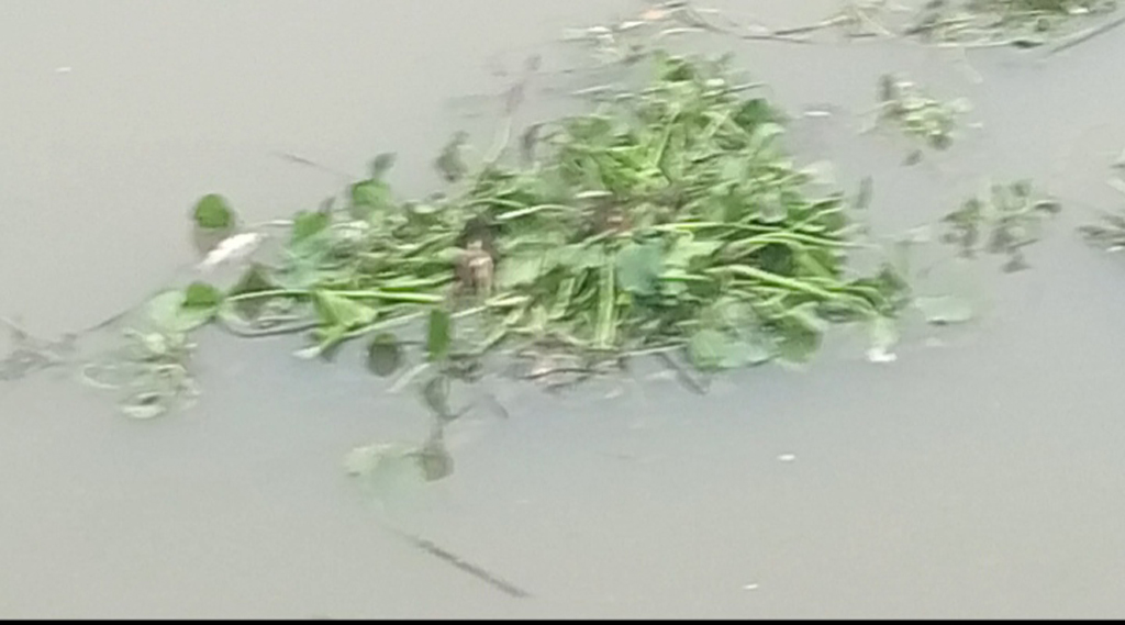 বারণই নদে হঠাৎ ভেসে উঠছে মরা মাছ, তদন্তে ৩ সদস্যের কমিটি