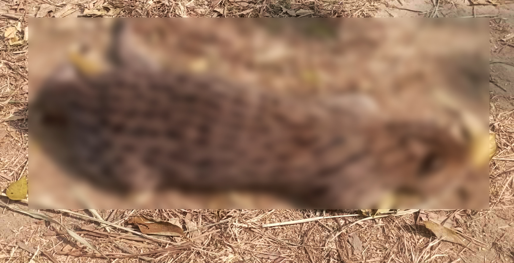 মেছো বাঘ পিটিয়ে মারার ঘটনায় ৪ জনের বিরুদ্ধে মামলা