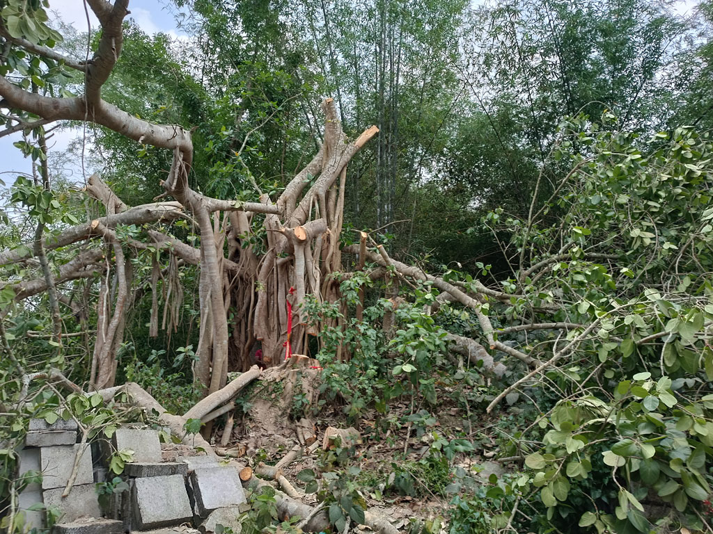 শিরকের অভিযোগে কাটা হলো শতবর্ষী বটগাছ