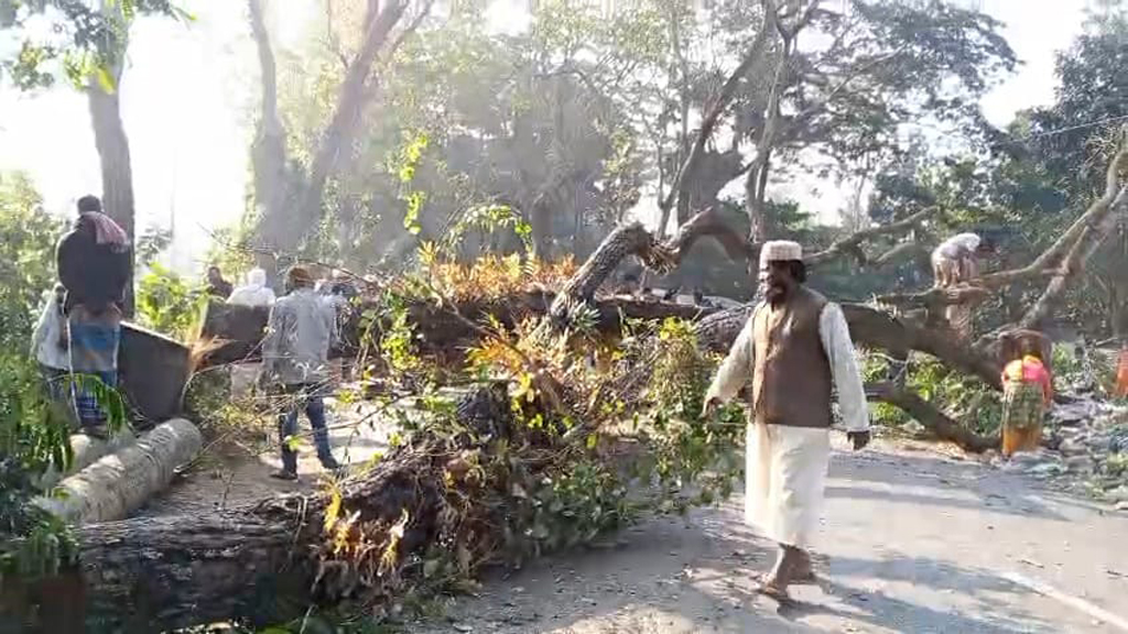 ঢাকা-বরিশাল মহাসড়কে গাছ ফেলে অবরোধ: সাড়ে ৩ ঘণ্টা পর যান চলাচল স্বাভাবিক