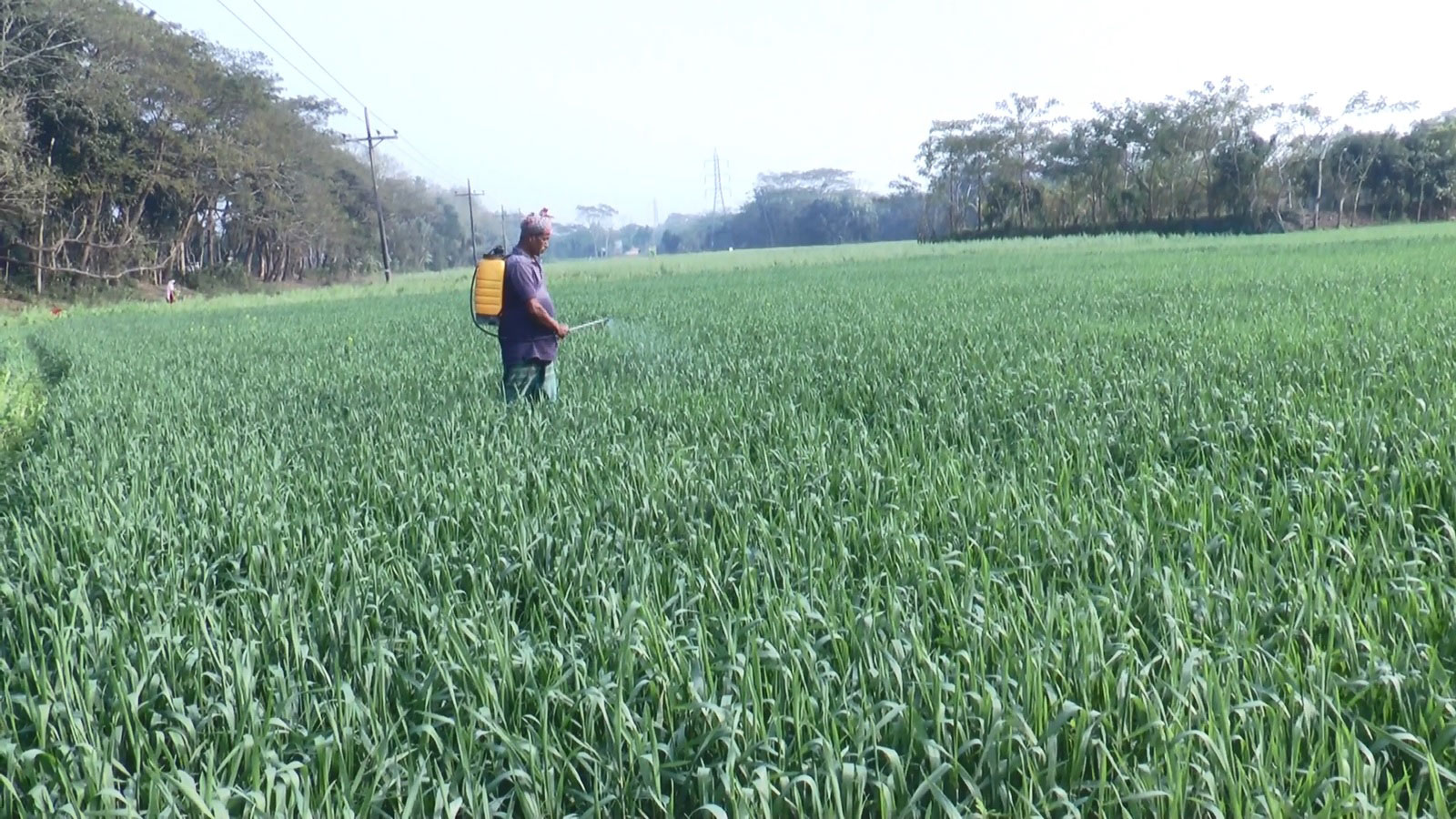 ৭৩ কৃষি কর্মকর্তার পদ শূন্য, ভোগান্তিতে কৃষকেরা
