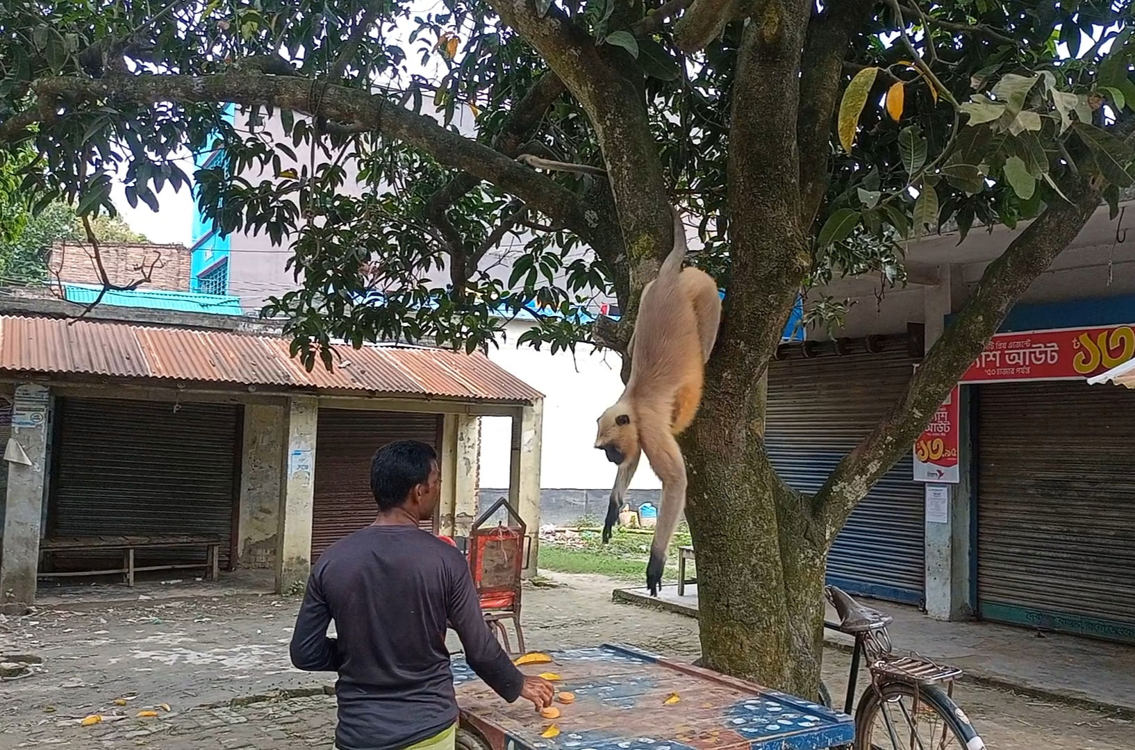 খাবারের খোঁজে লোকালয়ে মুখপোড়া হনুমান