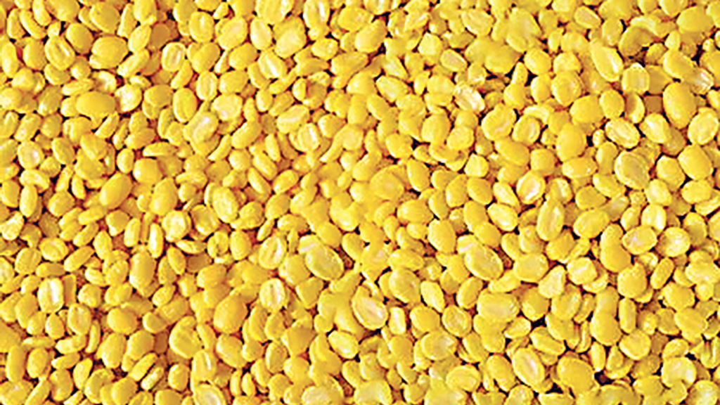 খাদ্যে ভেজাল: বিদেশের মথবীজ দেশে রং মিশিয়ে মুগ ডাল