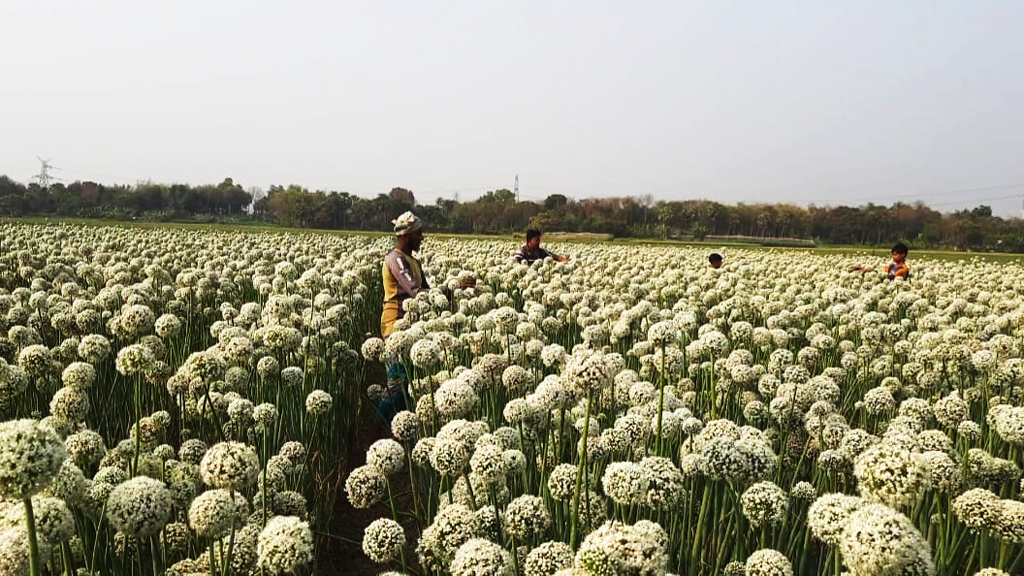 মাগুরায় পেঁয়াজবীজ চাষে ব্যস্ত কৃষক, বাম্পার ফলনের আশা