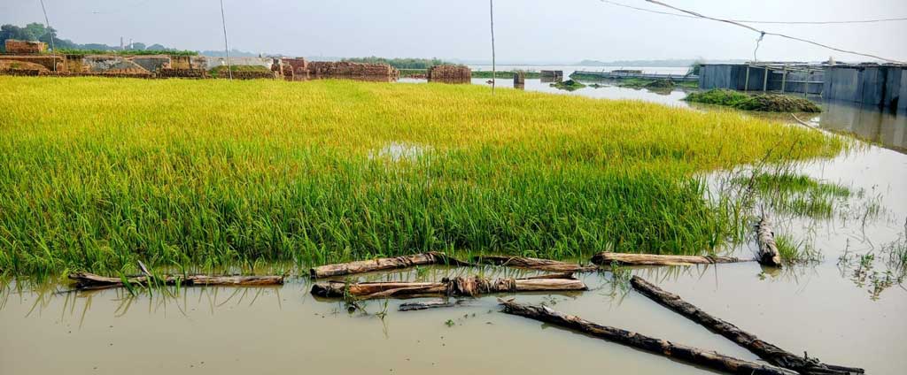 দুর্বৃত্তরা কাটল মধুমতির বাঁধ, ডুবল ১০ বিঘা জমির পাকা ধান