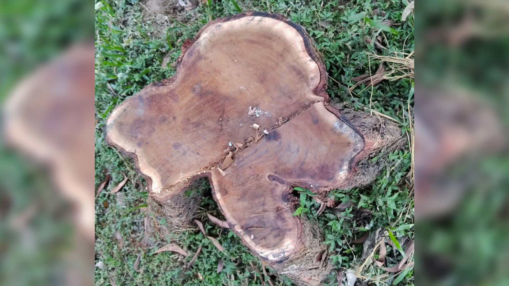 কমলগঞ্জে সড়কের পাশের ১৫ মেহগনিগাছ চুরি