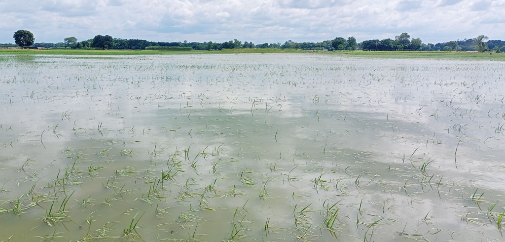 বৃষ্টির পানিতে ডুবে আছে ফসল, দিশেহারা কৃষক